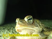 /home//u458753944/public_html/sourcegallery///////////////////////Roxborough Toad Detour/2013-2019/2017/P3250656.JPG